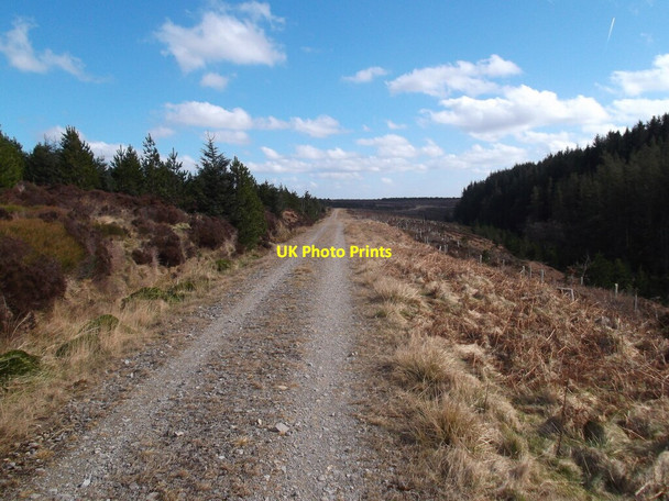 Photo 6"x4" Forest track Upper Heads c2022