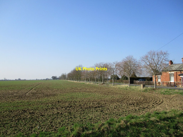 Photo 6"x4" Autumn sown crop and line of lime trees, New York New York\/TF2455 c2022