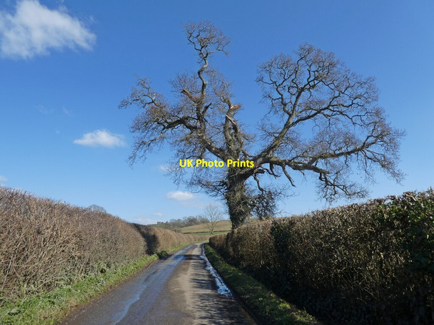 Photo 6"x4" Minor road to Galhampton Galhampton c2022