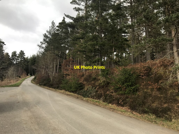 Photo 6"x4" Forest Track Tulloch\/NH6192 c2022
