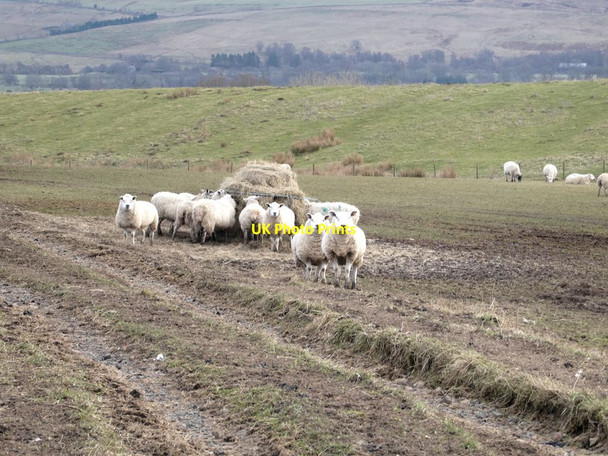 Photo 6"x4" Sheep on feeder near Hainingrigg Farm Bellingham\/NY8383 c2022