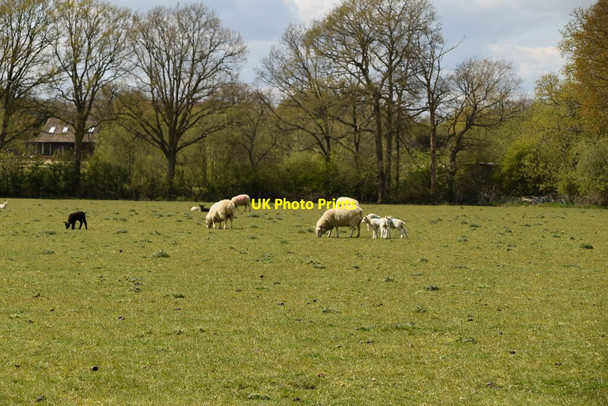 Photo 6"x4" Sheep and lambs Newchapel\/TQ3642 c2021