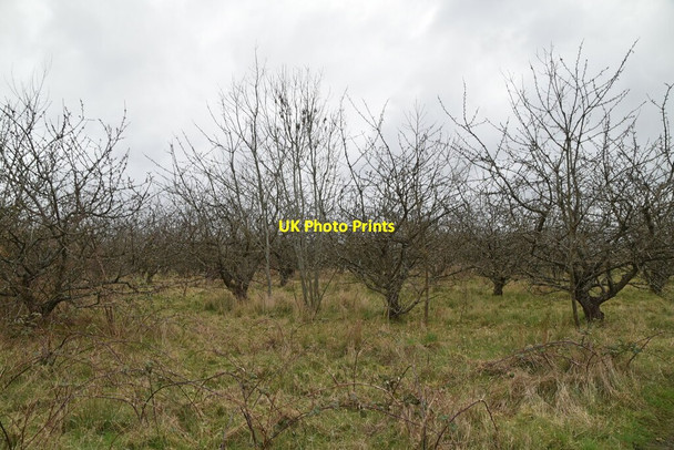 Photo 6"x4" An old orchard Congelow c2021