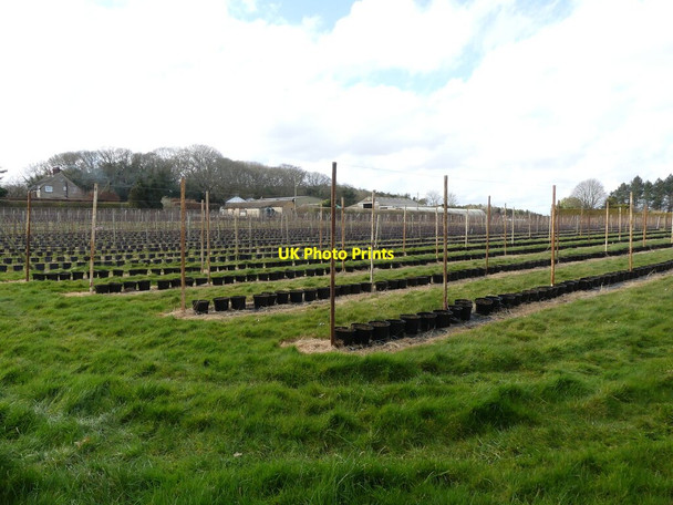 Photo 6"x4" Growing area for Garden Centre Dilham c2022