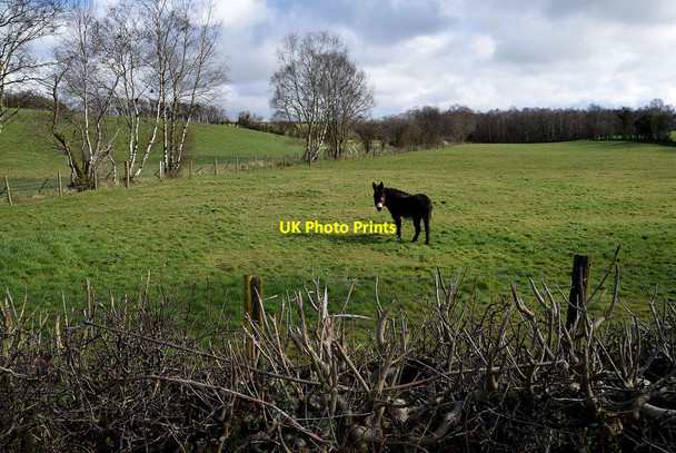 Photo 6"x4" Donkey in field, Letfern Seskinore c2022