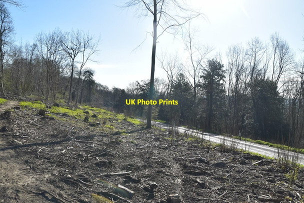 Photo 6"x4" Titsey Hill Titsey c2021