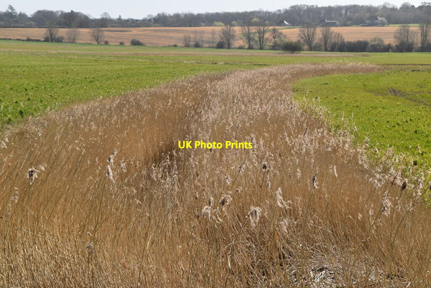 Photo 6"x4" Reed filled drainage ditch Newenden c2021