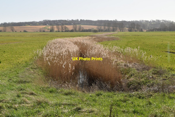 Photo 6"x4" Reedy ditch Lamberden c2021