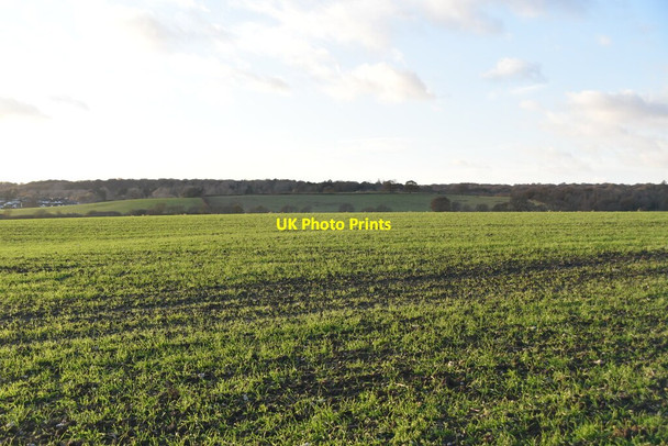 Photo 6"x4" Young wheat Hobbs Cross\/TQ4799 c2021