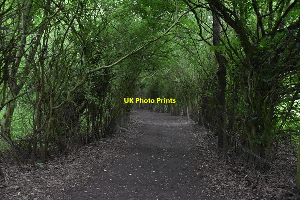 Photo 6"x4" Footpath, Overhall Grove Knapwell c2021