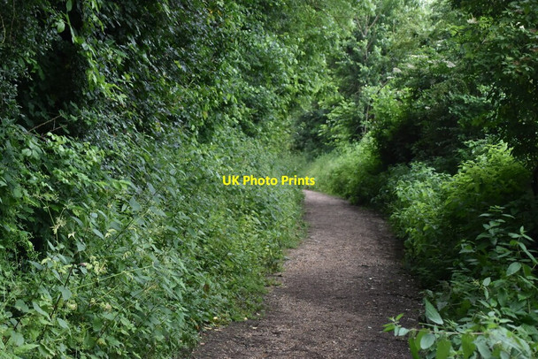Photo 6"x4" Footpath, Overhall Grove Knapwell c2021 P2