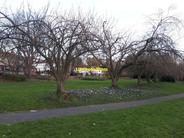 Photo 6"x4" Cherry trees in Potternewton Park Leeds\/SE3034 c2022