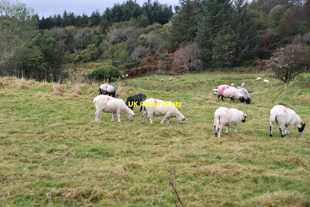 Photo 6"x4" Sheep, Gartan Church Hill\/C0615 c2021