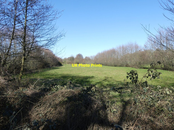 Photo 6"x4" Grass field on outskirts of Skeyton Lamas c2022