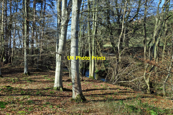 Photo 6"x4" Beechwoods beside Glassonby Beck Glassonby c2022