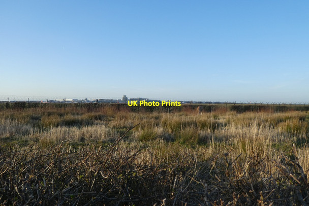 Photo 6"x4" Horse in a field Morley\/SJ8282 c2022