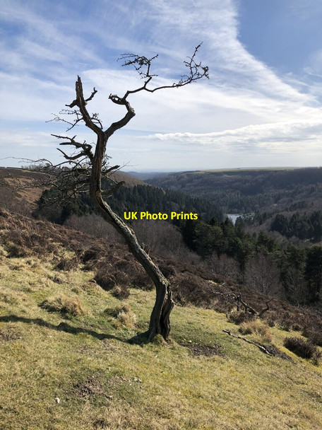 Photo 6"x4" Lone Gnarled Tree Above Thorodale North Moor Wood c2022