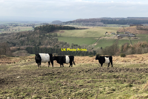 Photo 6"x4" Belted Galloway Cattle At Kepwick Quarry Kepwick c2022