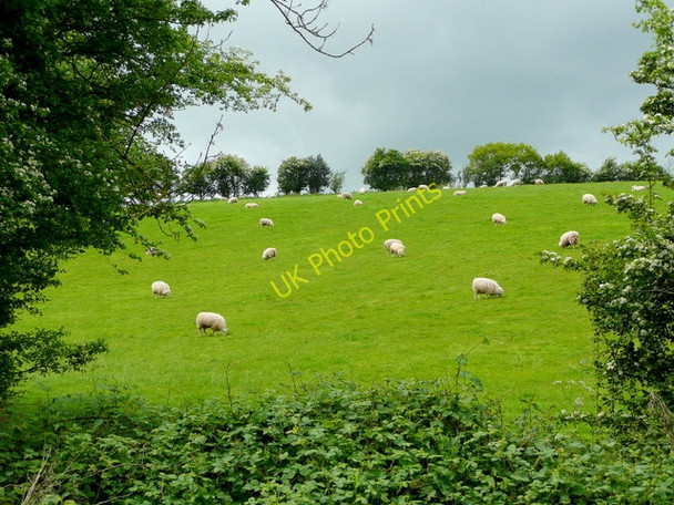 Photo 6"x4" Pasture land at Llancloudy Llancloudy c2009