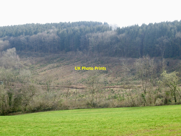 Photo 6"x4" Great Wood Ty-fry\/ST4397 c2022