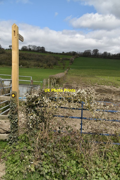 Photo 6"x4" Footpath off Pilgrims' Lane Titsey c2021