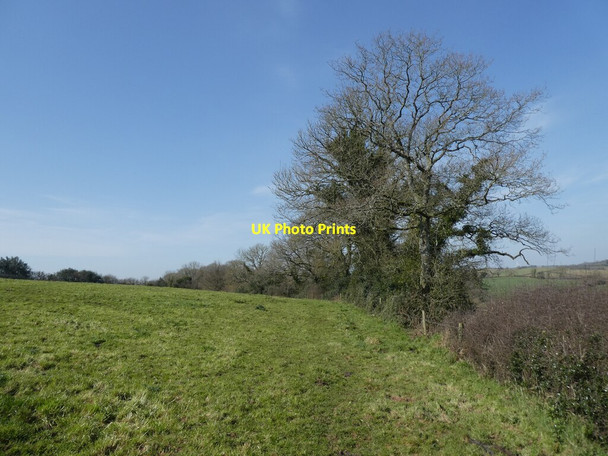 Photo 6"x4" North Brake Plantation Kennerleigh c2022