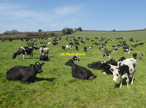 Photo 6"x4" Dairy herd at Rolstone Barton Newbuildings c2022