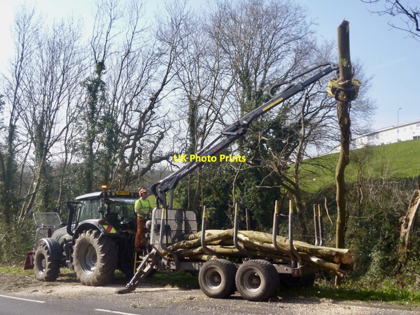 Photo 6"x4" Tree felling, Masefield Vale, Gaer, Newport Newport\/Casnewydd c2022
