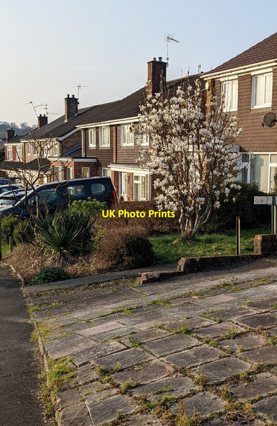 Photo 6"x4" White blossom in early Spring 2022, Larch Grove, Newport Croes-y-mwyalch c2022
