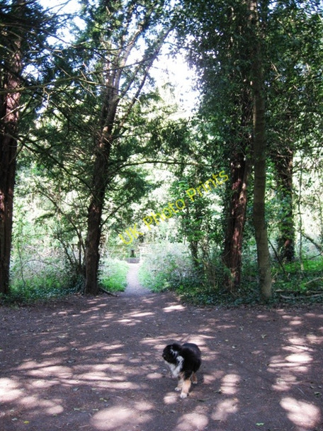 Photo 6"x4" Cobblers Pits \u00e2\u0080\u0093 The ancient track looking towards the disused canal Buckland\/SP8812 c2009
