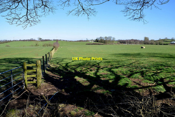Photo 6"x4" Tree shadows, Curr Beragh c2022