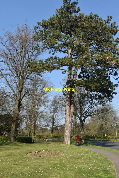 Photo 6"x4" Roadside trees, Knowle Avenue Knowle\/SU5609 c2022