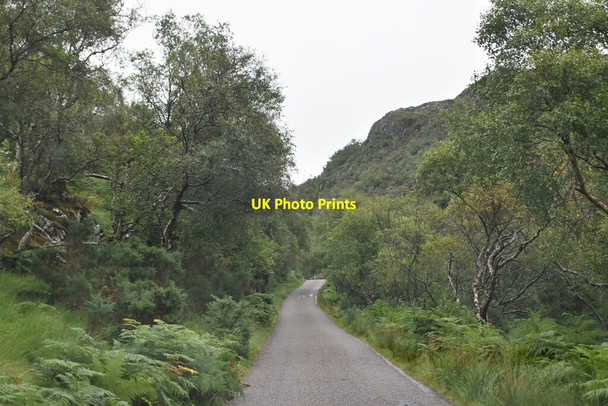 Photo 6"x4" Tree lined road Inverkirkaig c2021