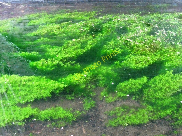Photo 6"x4" Water Starwort in the Wendover Arm of the Grand Union Canal Buckland\/SP8812 c2009