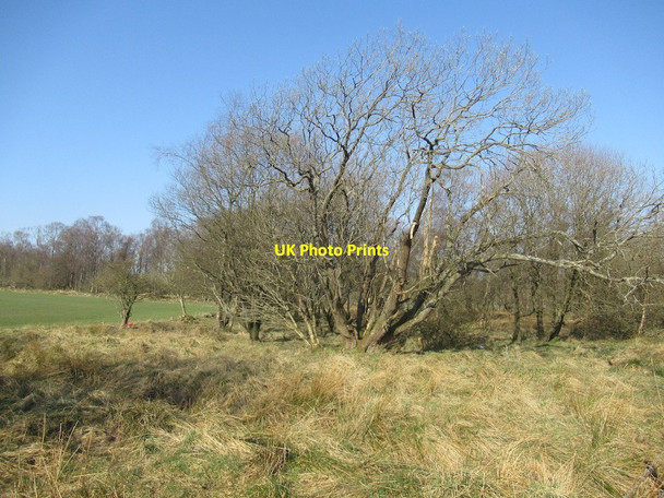 Photo 6"x4" End of a stripwood, Gelvan Moor Road Carnbo c2022