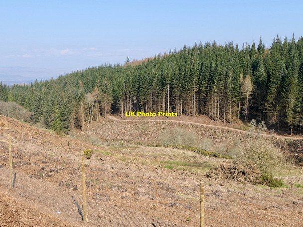 Photo 6"x4" Cloan Glen woodland Auchterarder c2022