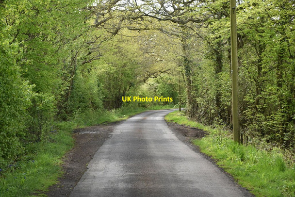 Photo 6"x4" Wagstaff Lane Stede Quarter c2021