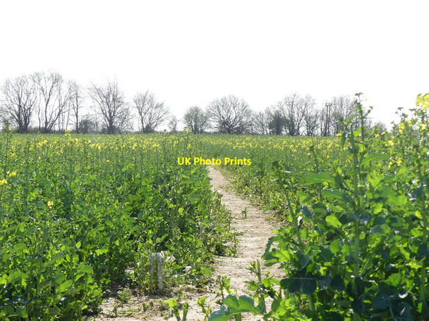 Photo 6"x4" Public footpath through Rape field Hyltons Crossways c2022