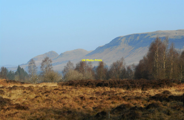 Photo 6"x4" Birch trees and heather Mugdock c2022