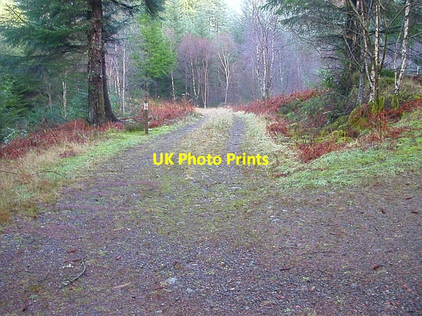 Photo 6"x4" Forest Track Junction Sutherlands Grove c2006