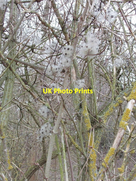 Photo 6"x4" Old Man's Beard in woodland near Amersham Stratton Chase c2006