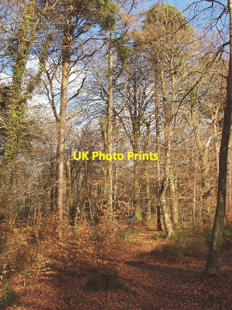 Photo 6"x4" Mamhead Forest Park Ashcombe\/SX9179 c2006