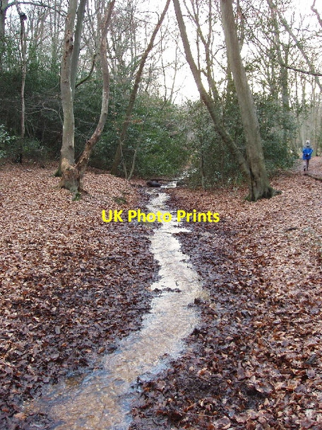 Photo 6"x4" Stream in Burnham Beeches East Burnham c2006