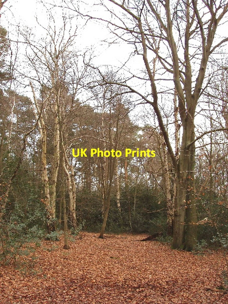 Photo 6"x4" Burnham Beeches - birch, beech and holly East Burnham c2006