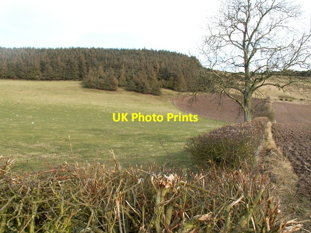 Photo 6"x4" Farmland and trees by Fernie Fernie\/NO3115 c2006