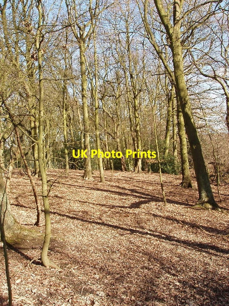 Photo 6"x4" Oak wood, Mill Hill Mill Hill\/TQ2292 c2006