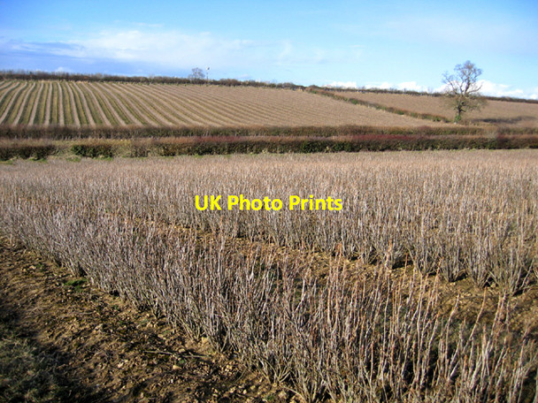 Photo 6"x4" Blackcurrant fields in winter, Stoke-sub-Hamdon, Somerset Stoke Sub Hamdon c2006