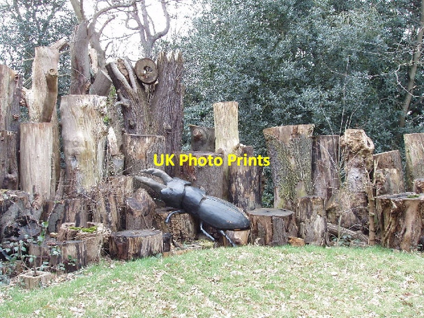 Photo 6"x4" Stag beetle loggery, Kew Gardens Brentford c2006