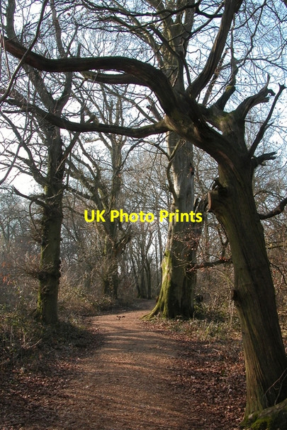 Photo 6"x4" Bridleway through woodland. Cheriton\/SU5828 c2006