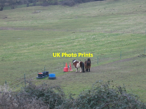 Photo 6"x4" Ponies near Morton Underhill Inkberrow c2006
